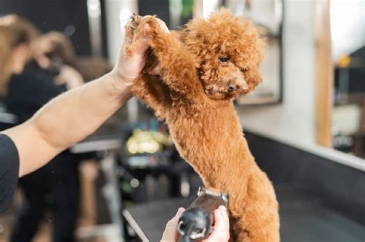 Conquering the Challenge of Severely Matted Hair: Nothing is Working!