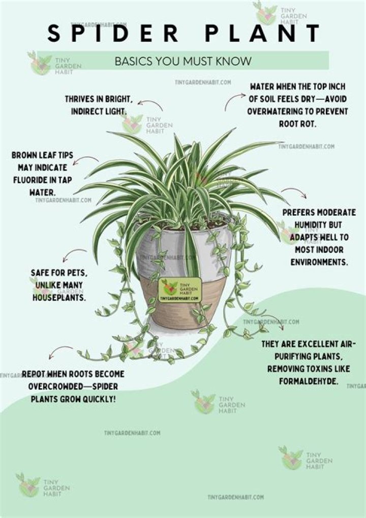 Mastering the Art of Spider Plant Care: How Often to Water Your Green Companion