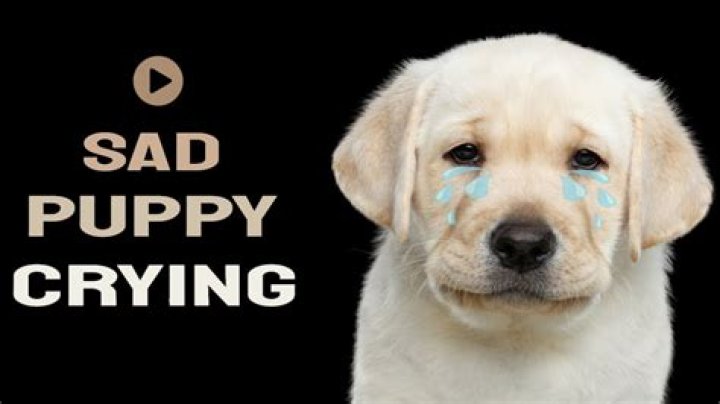 Understanding the Meaning Behind Dog Crying Sounds